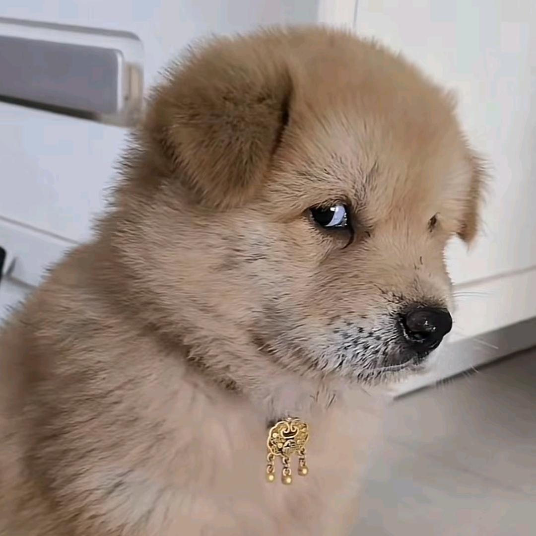陈惯溪