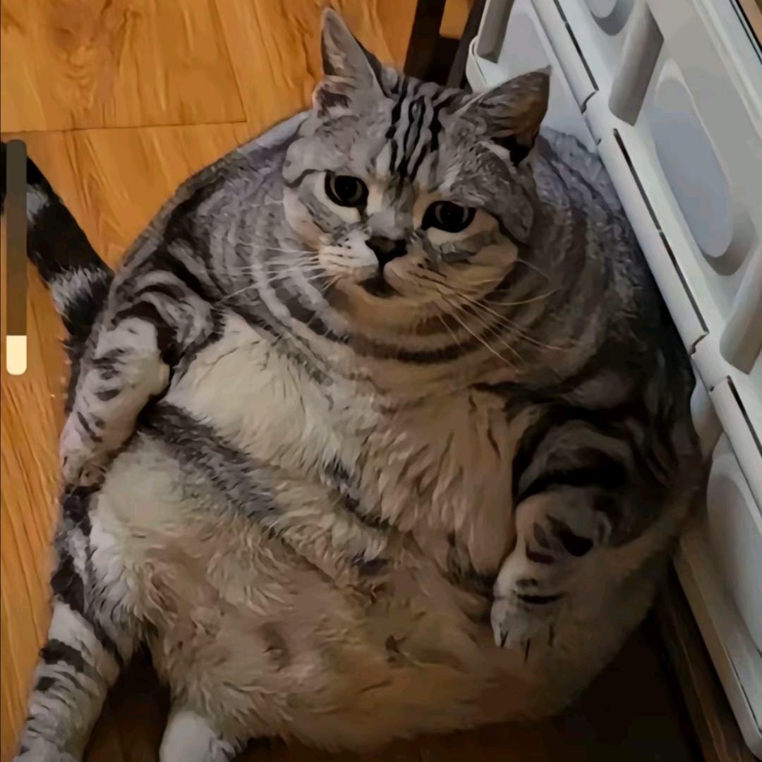 胖猫消消乐（星图）