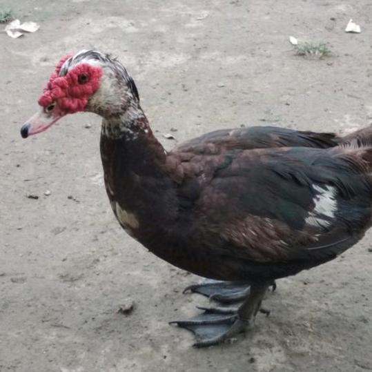 宿迁绿洲特禽养殖