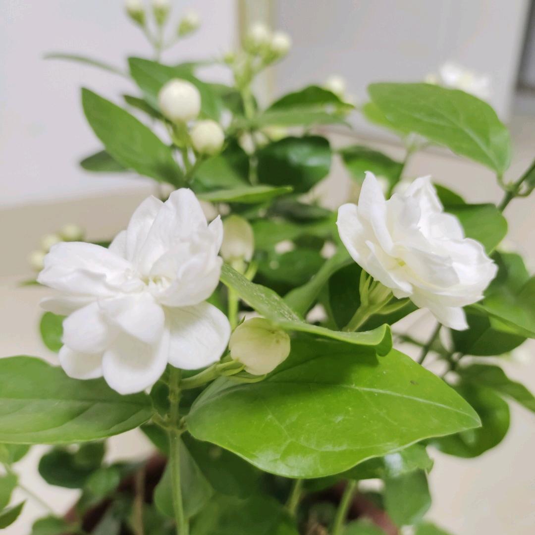 茉莉花💕