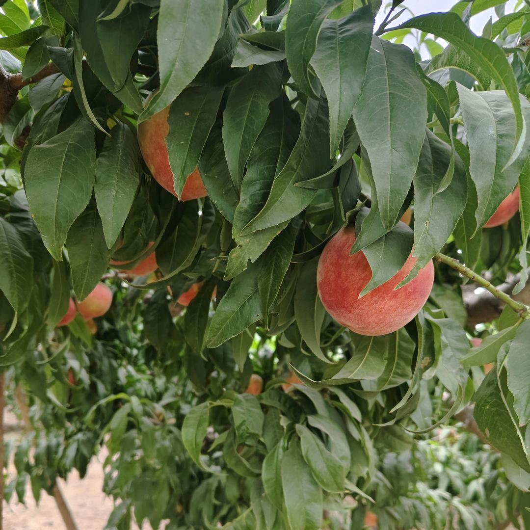 盛农鑫丰优品坊