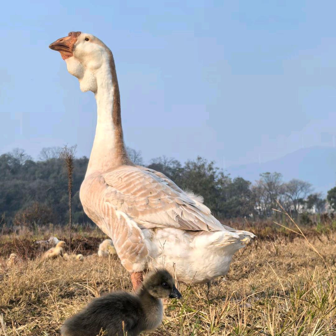 江永养殖孵化厂