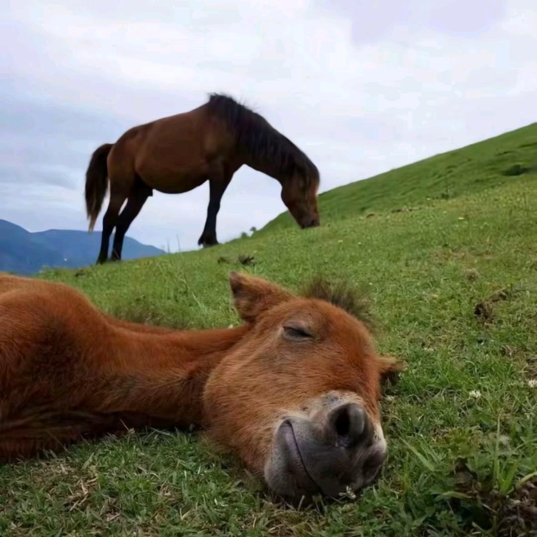牧马