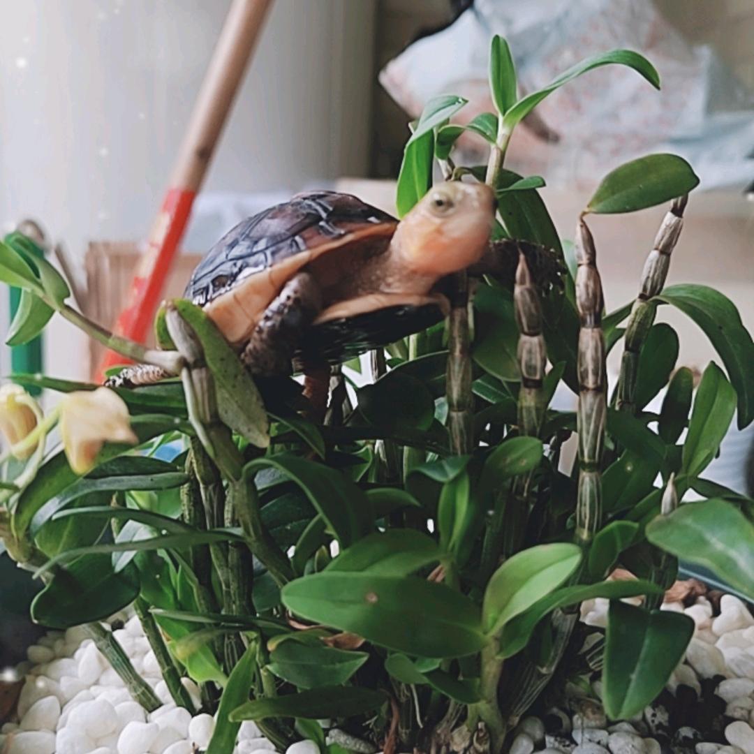 缘小宠