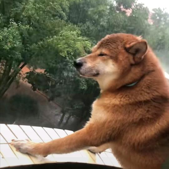 伸手不打笑脸人