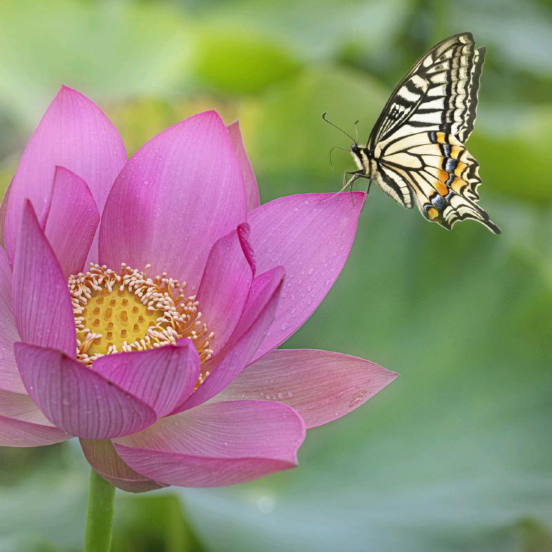 千江锦鲤（百货）