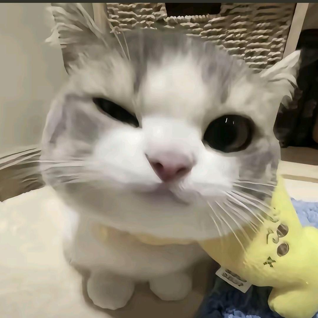 屋鸟  文杰