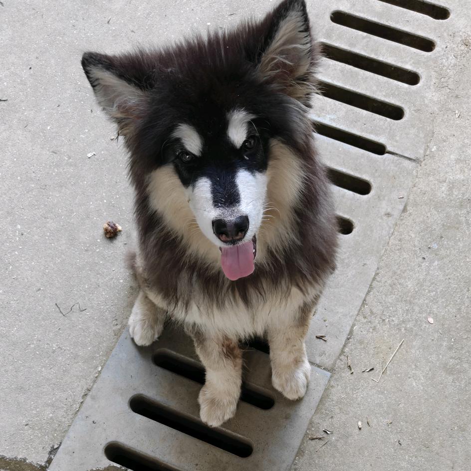 不会融化的雪糕