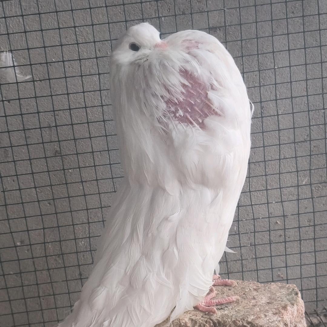 临泉 小朱观赏鸽。