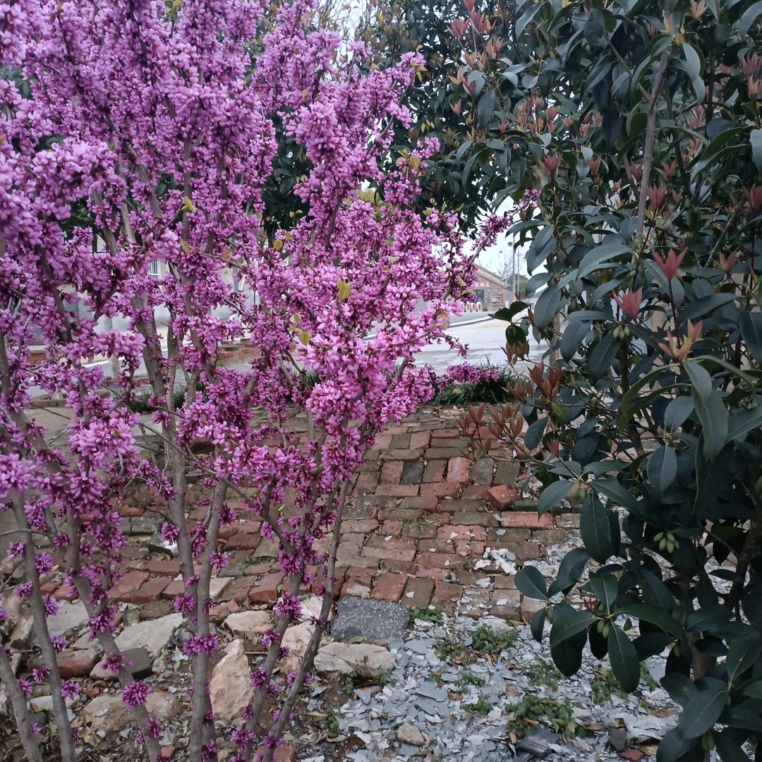 雪莲花！