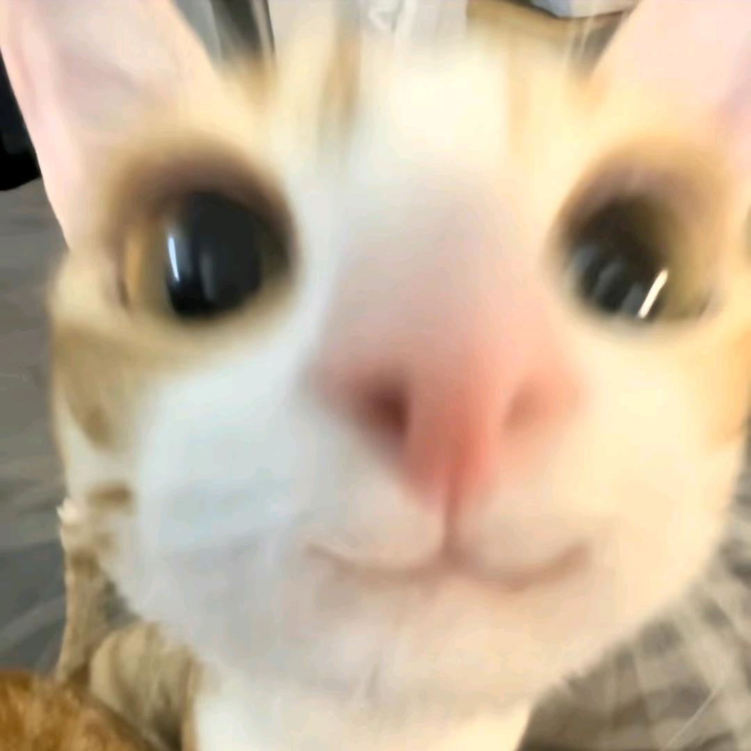 哈基碎（不止碎梦）