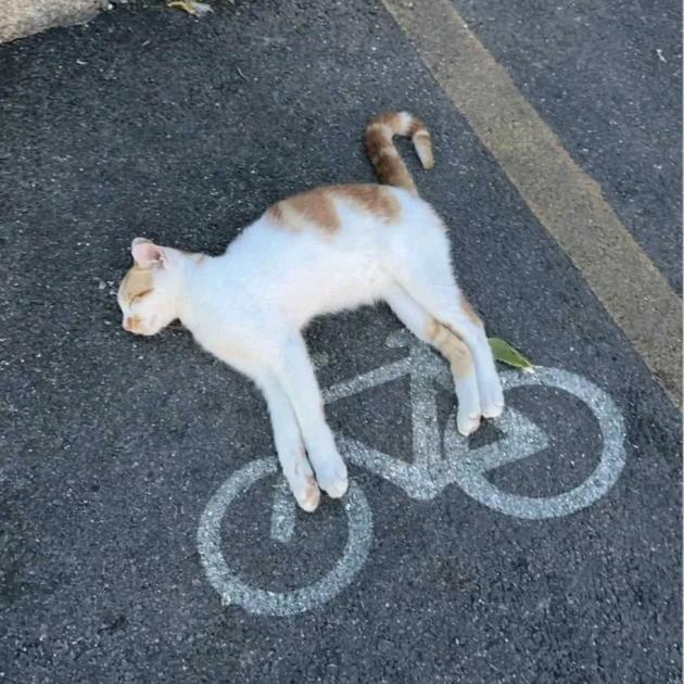 猫托车