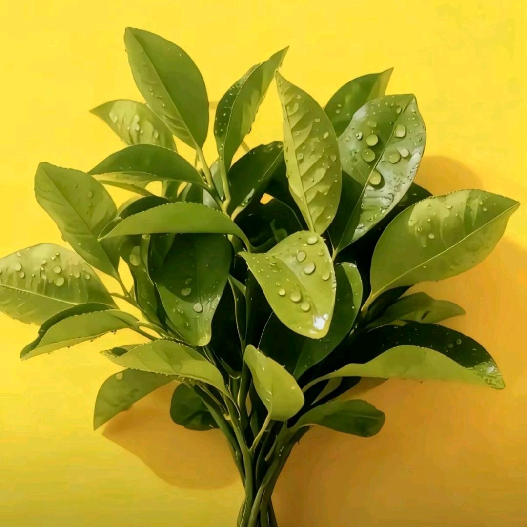 @張᭱_এ⁵²⁰🎤