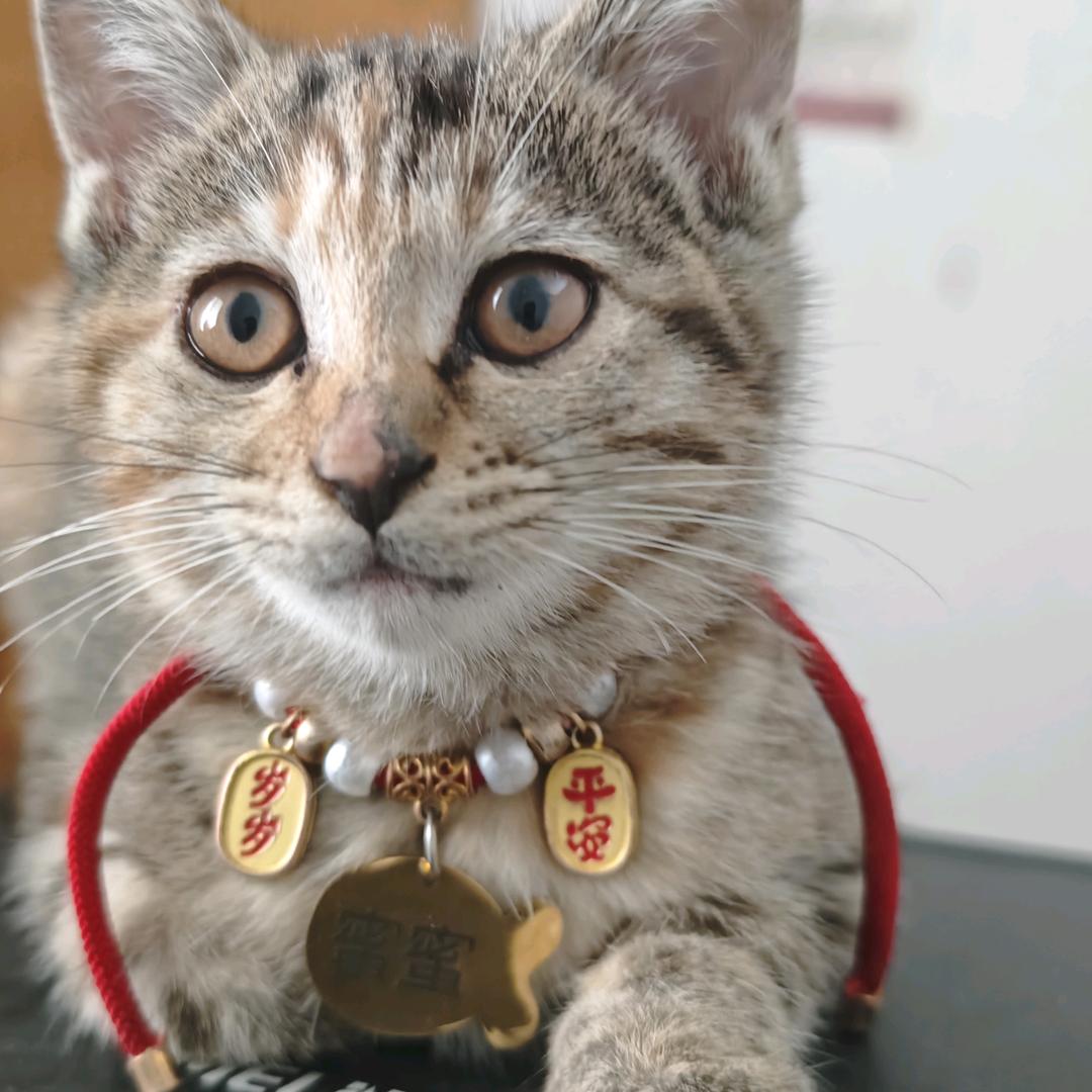 小刘小刘心里有小付🐰