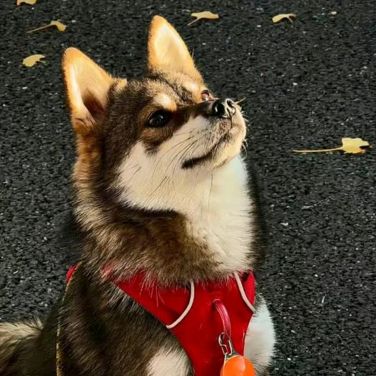 偷我手机的入请自觉吸入硫化氢