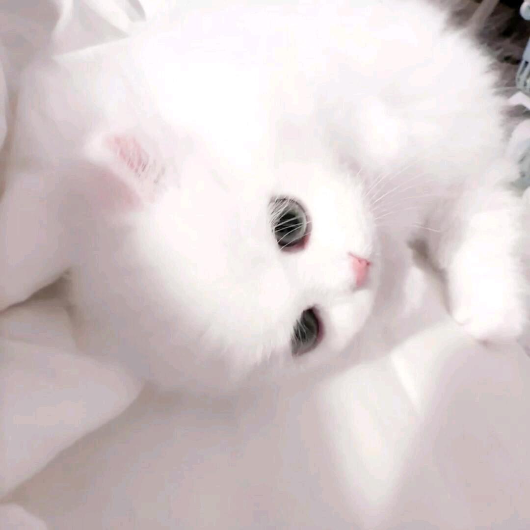 Aour