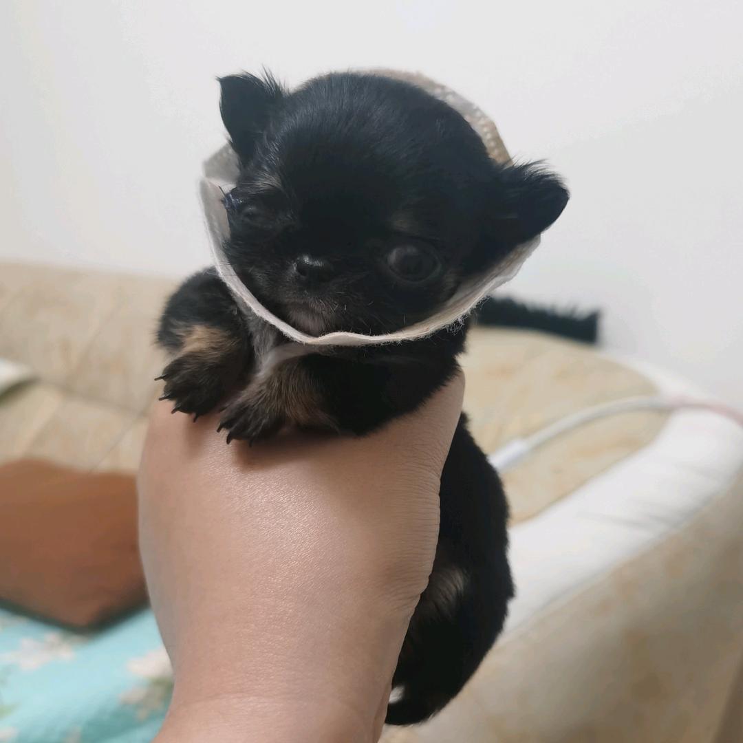 我是小核桃🐶