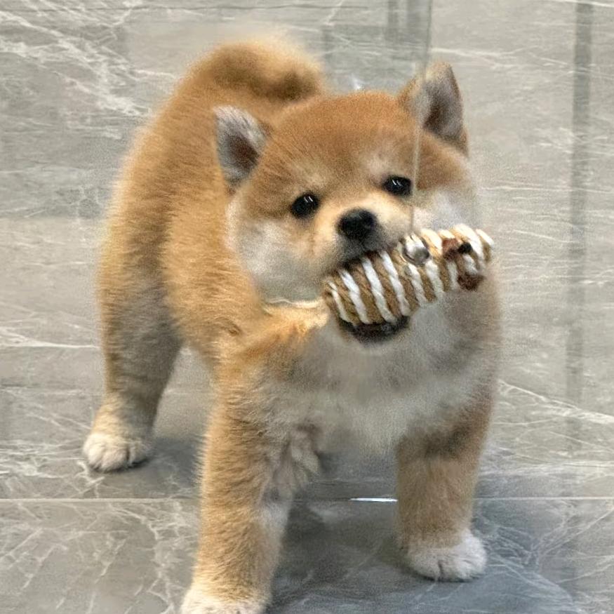 有村架狙