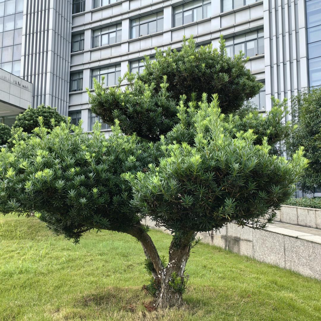 四叶草🍀🍀🍀