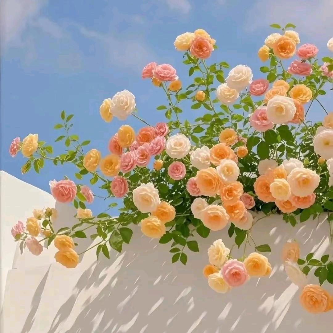 ❤️陌上花开🎄