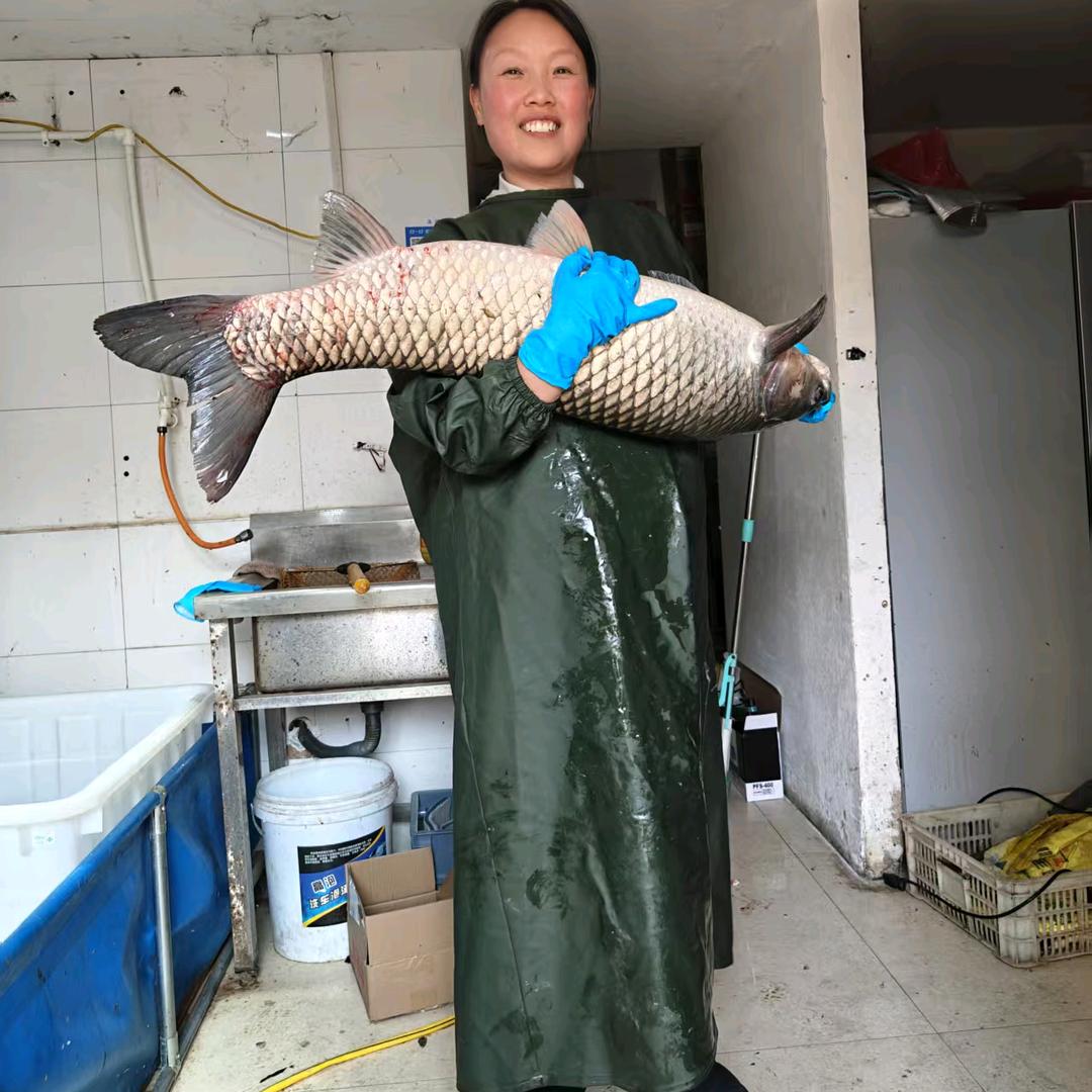 郑州范范野生鱼