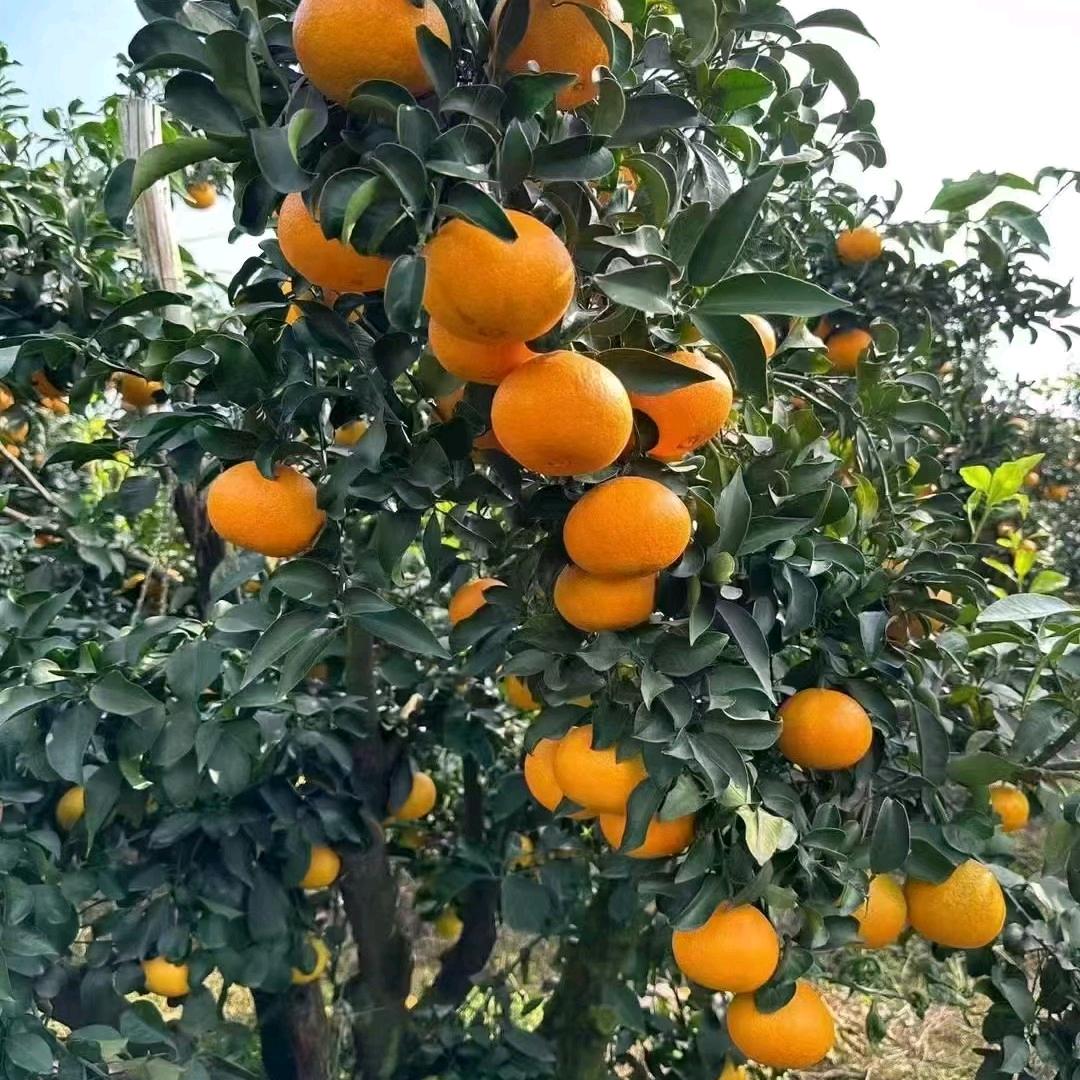 眉山橙悦天成农产品有限公司