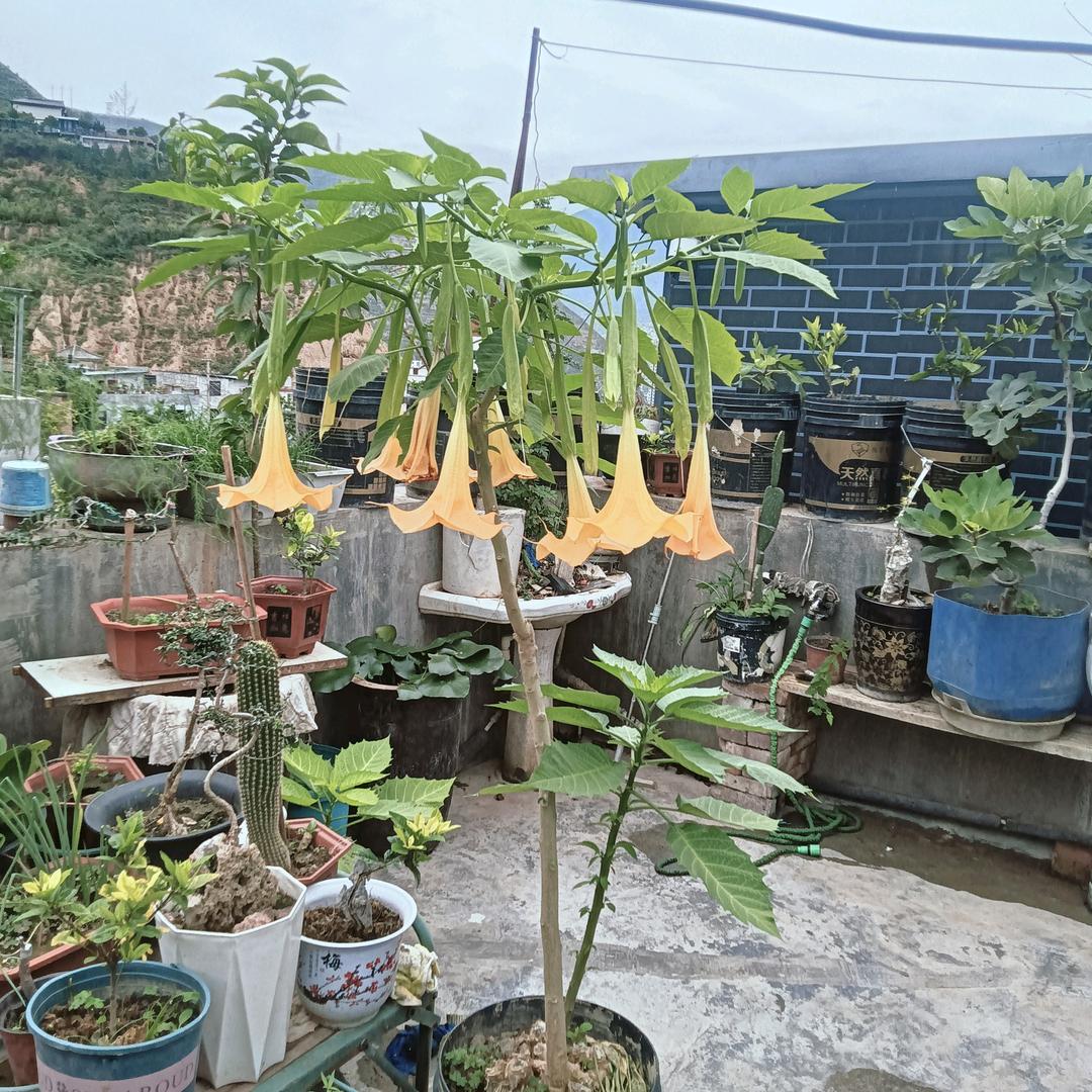 唯一（是李）