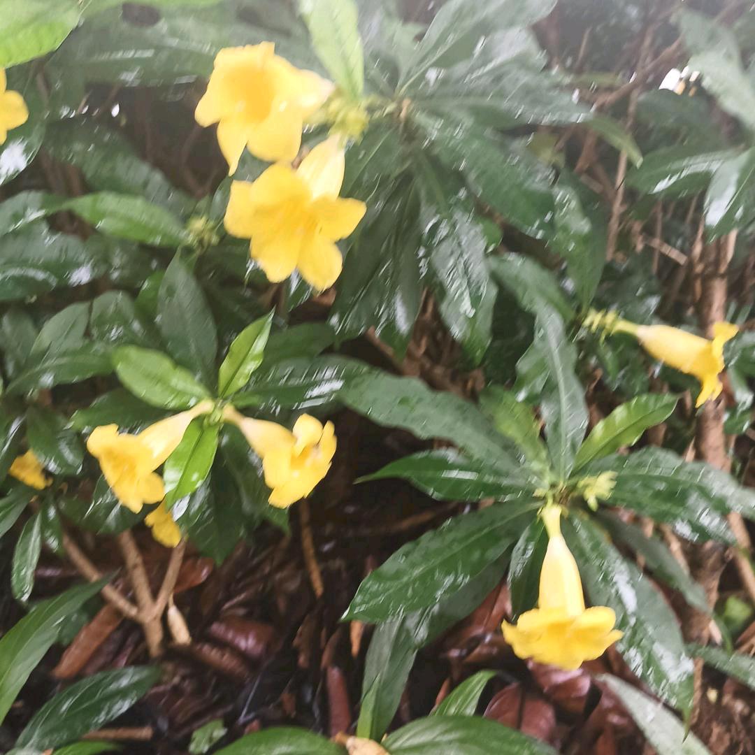 我的未来就是梦