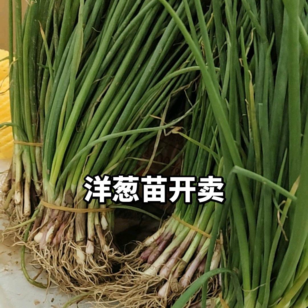 瓜果蔬菜基地