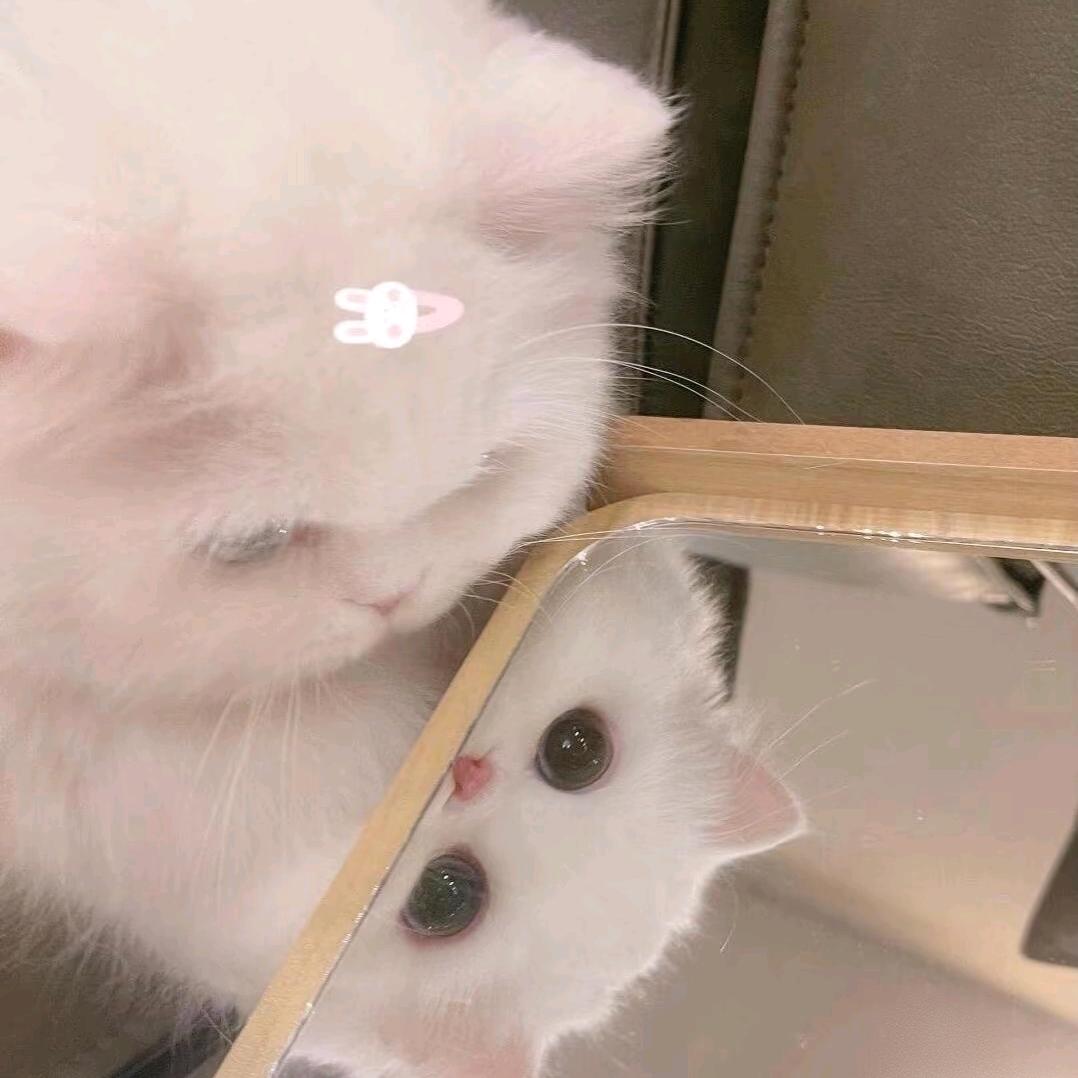 喵喵～