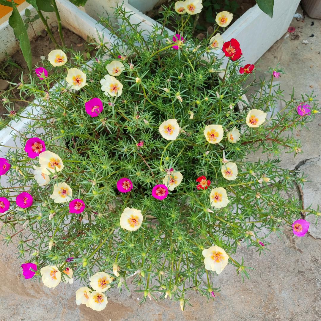 🌹笑而不语🌹