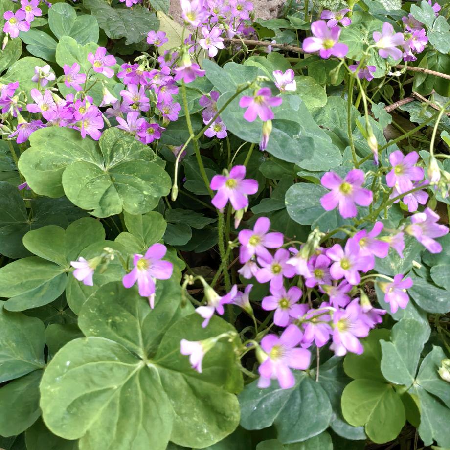 🌷̆̈女人要坚强𓂃꙳⋆