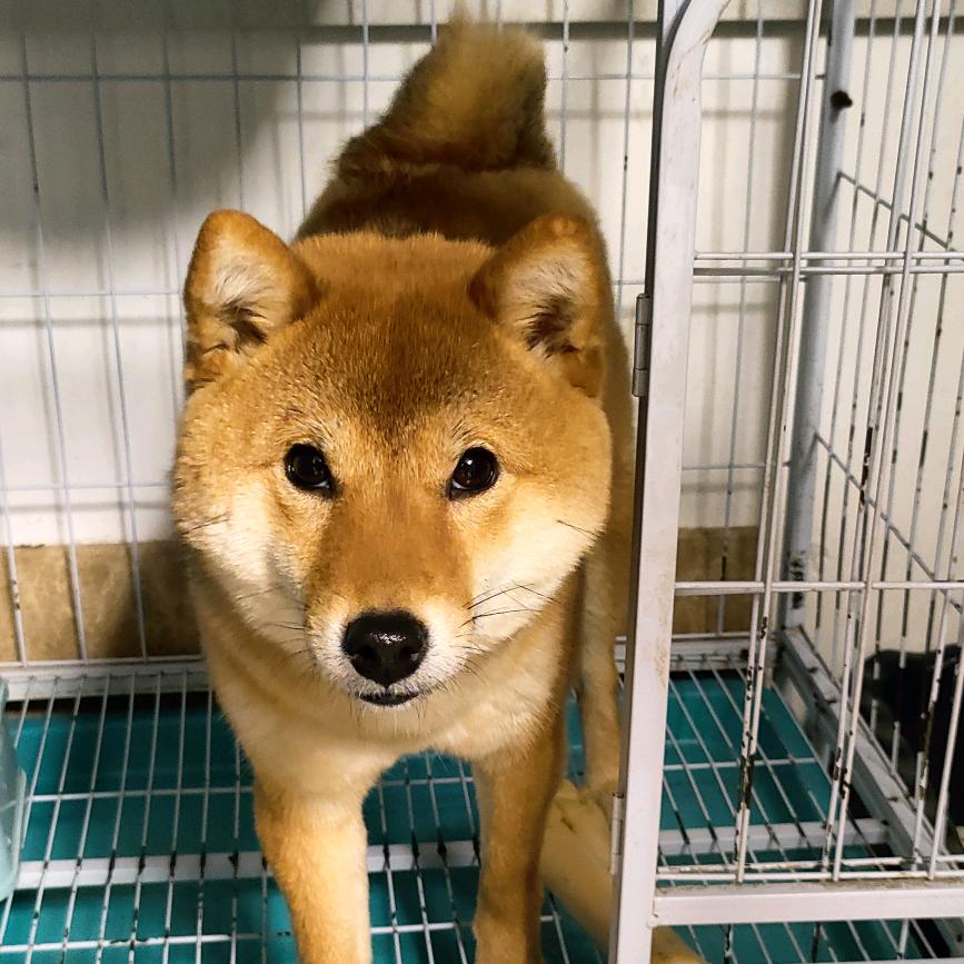 茅台是只柴犬