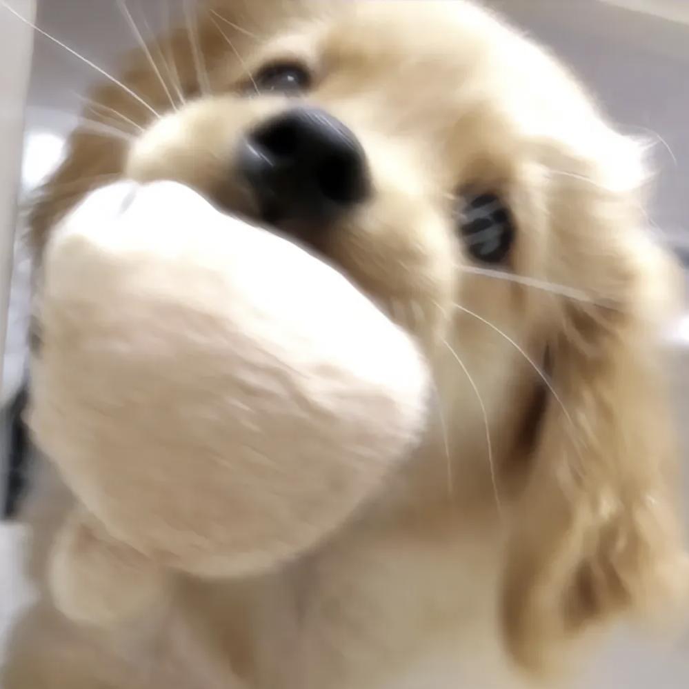 小杰大王