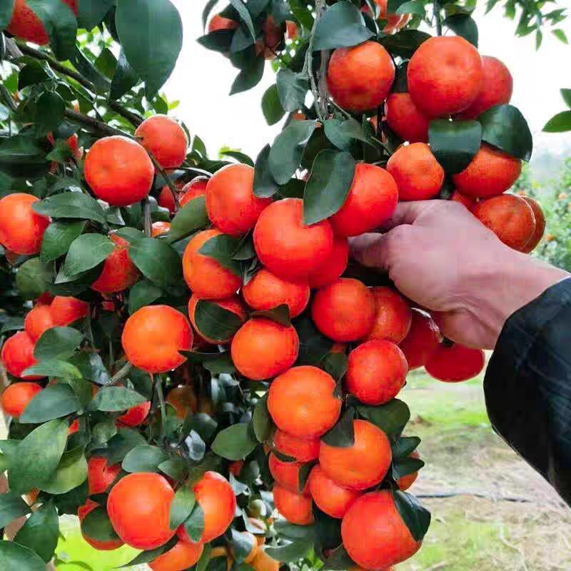 花果庭院果树苗基地