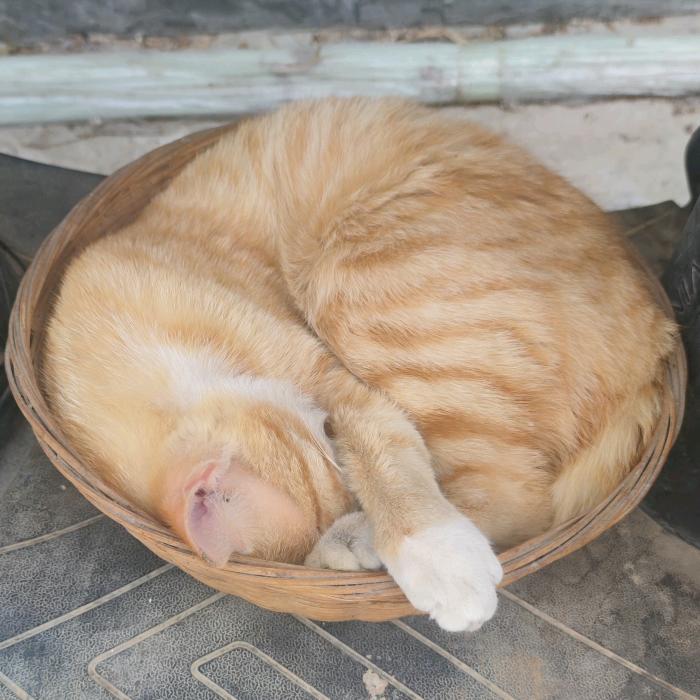 去码头整点猫粮