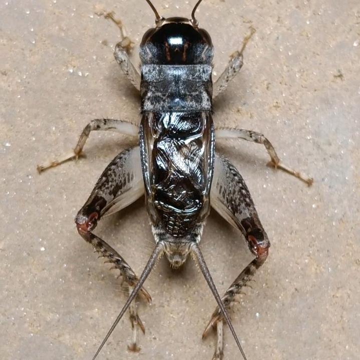 开心蟋蟀精选俱乐部[听叫捉大货]