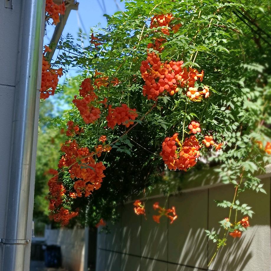 @🌺🌺