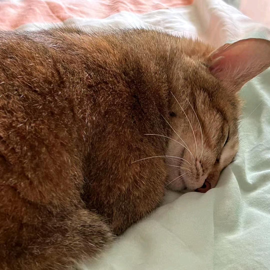 懒猫