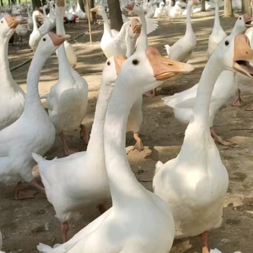 东北大鹅走天下