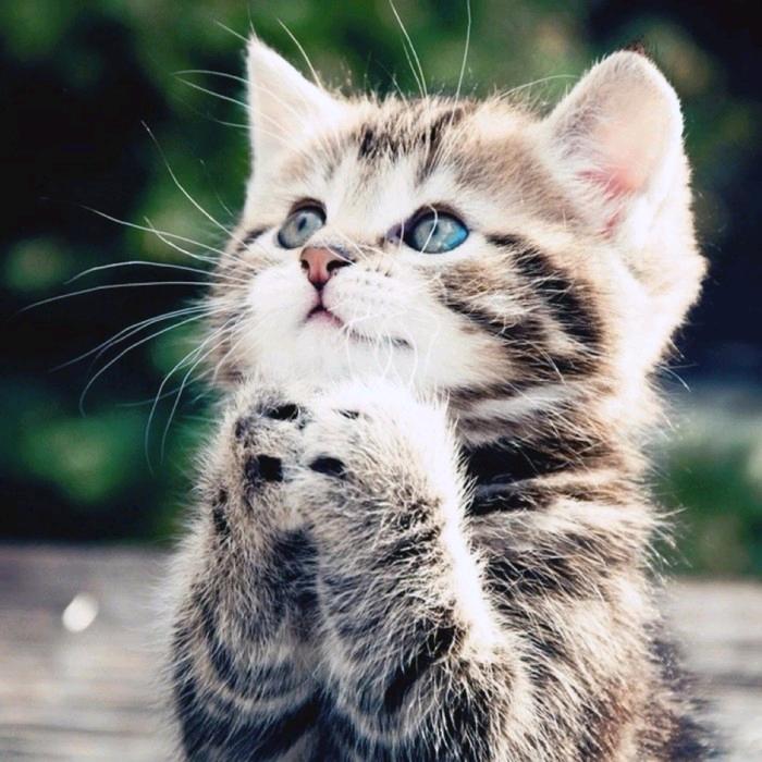 祝福猫猫祝福你（辩论情感交流）