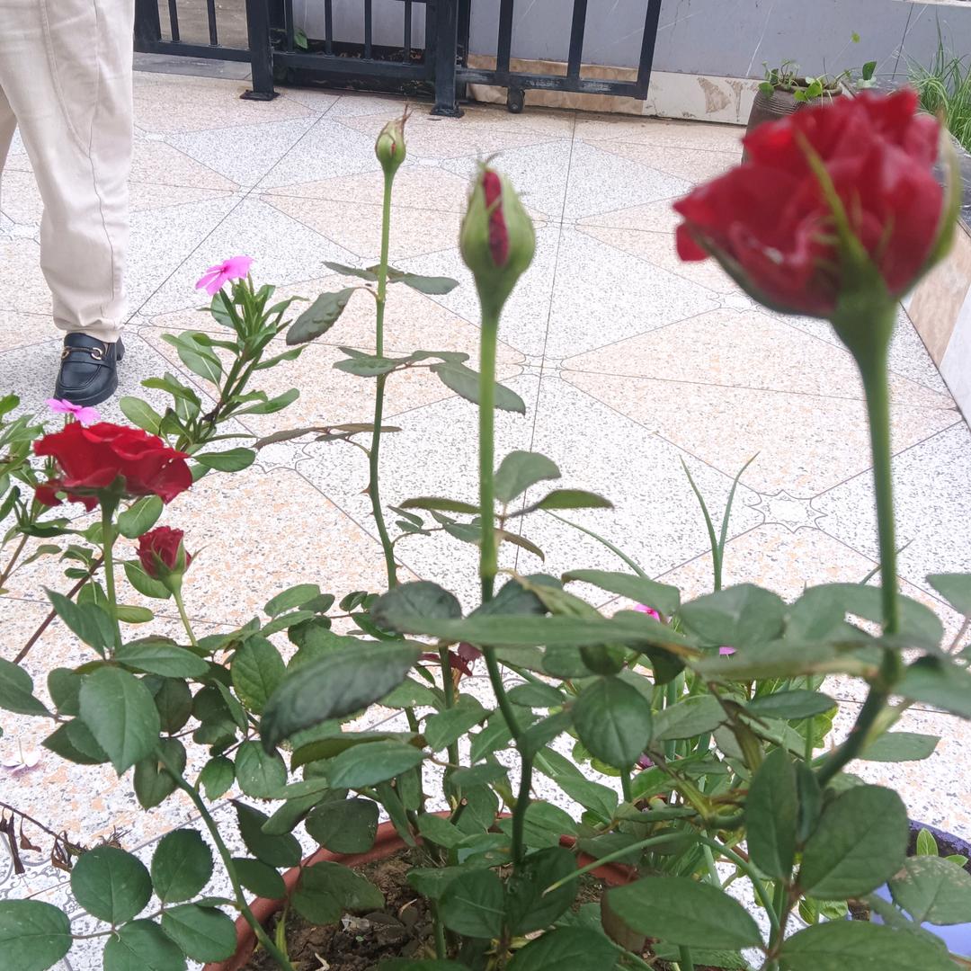 梦想成真