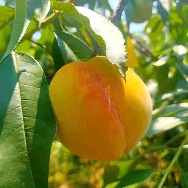 湘森精选农品生鲜店