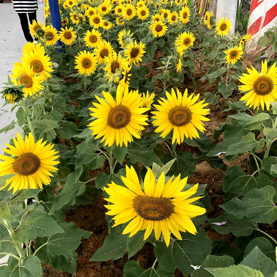 用户1606116203291霓虹