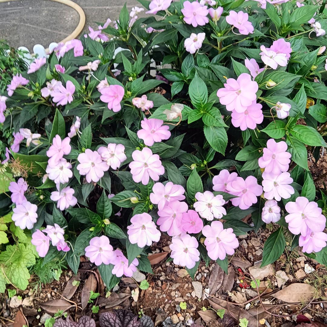 ℒøṽℯ🍓🍓🥀赵ꦿ᭄࿐