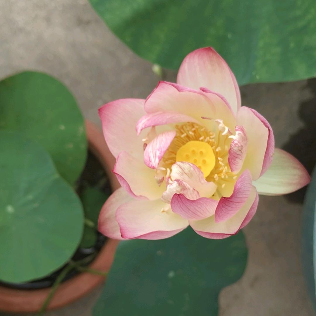 阳光早餐☀☀🍝🍝