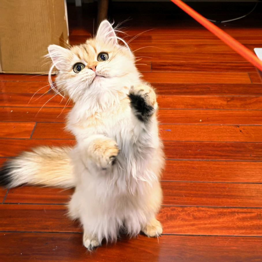 有犟种毛的小可心