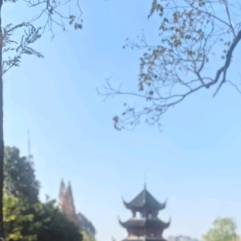 张古月