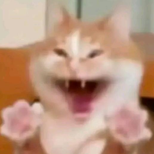 猫儿这个颜艺