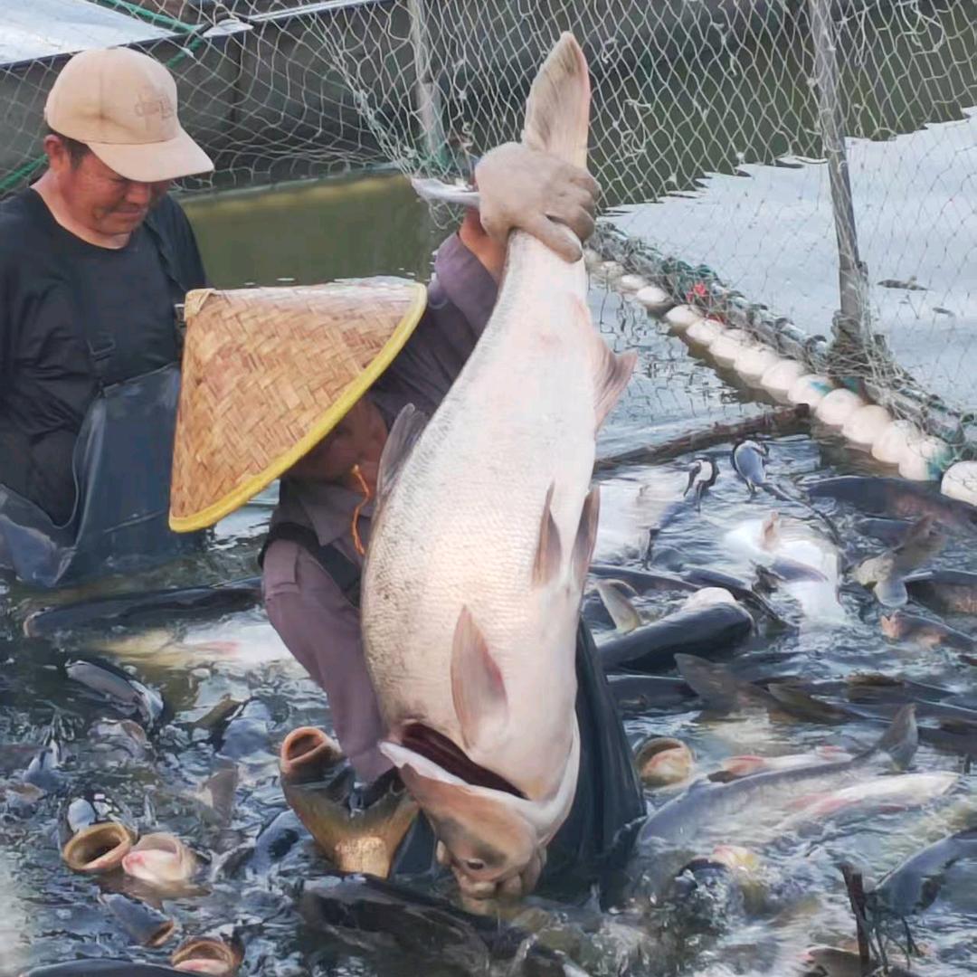 北上夼鲢鳙钓场